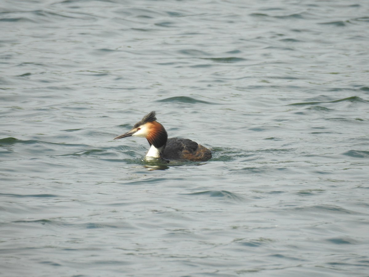 Great Crested Grebe - ML619479978