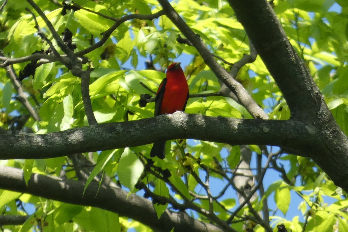 Scarlet Tanager - ML619480011