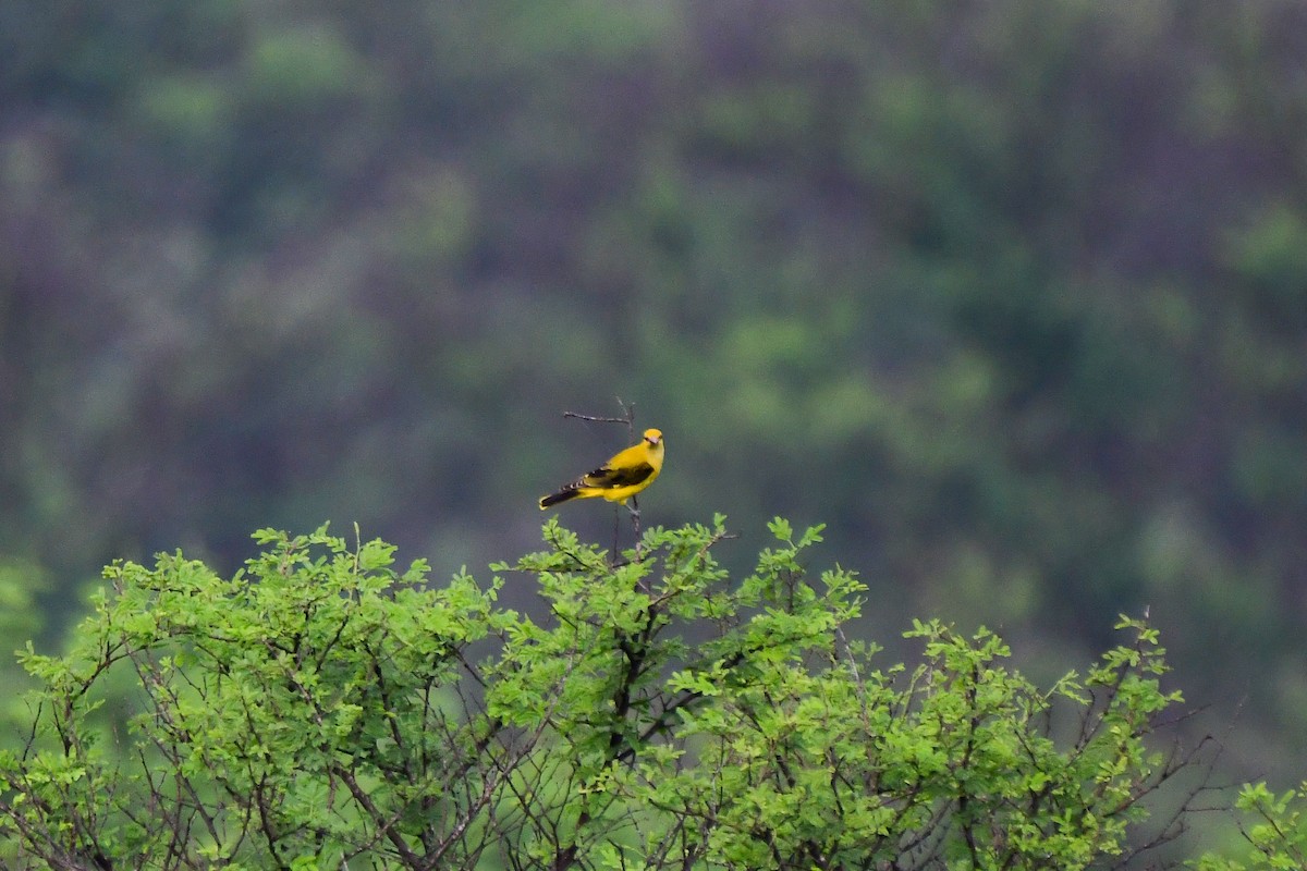 Indian Golden Oriole - ML619480057