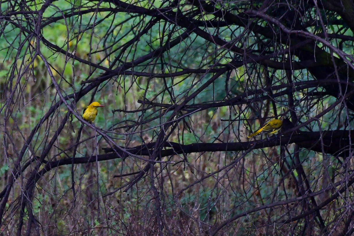 Indian Golden Oriole - ML619480058