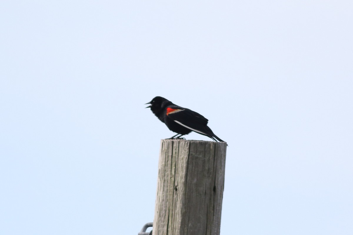 Red-winged Blackbird - ML619480102