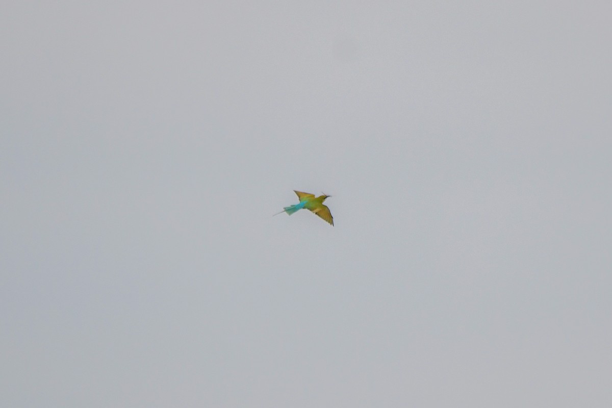 Blue-tailed Bee-eater - ML619480111