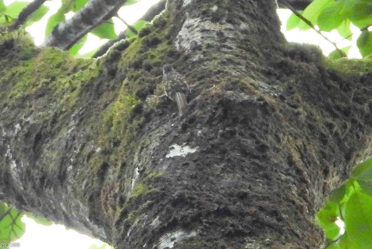 Rusty-flanked Treecreeper - ML619480137