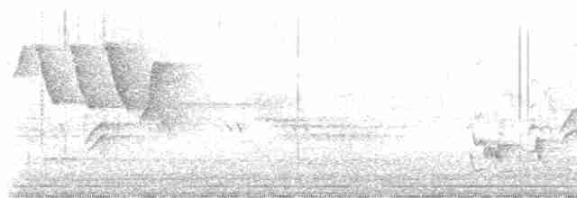Пересмішник сірий - ML619480161