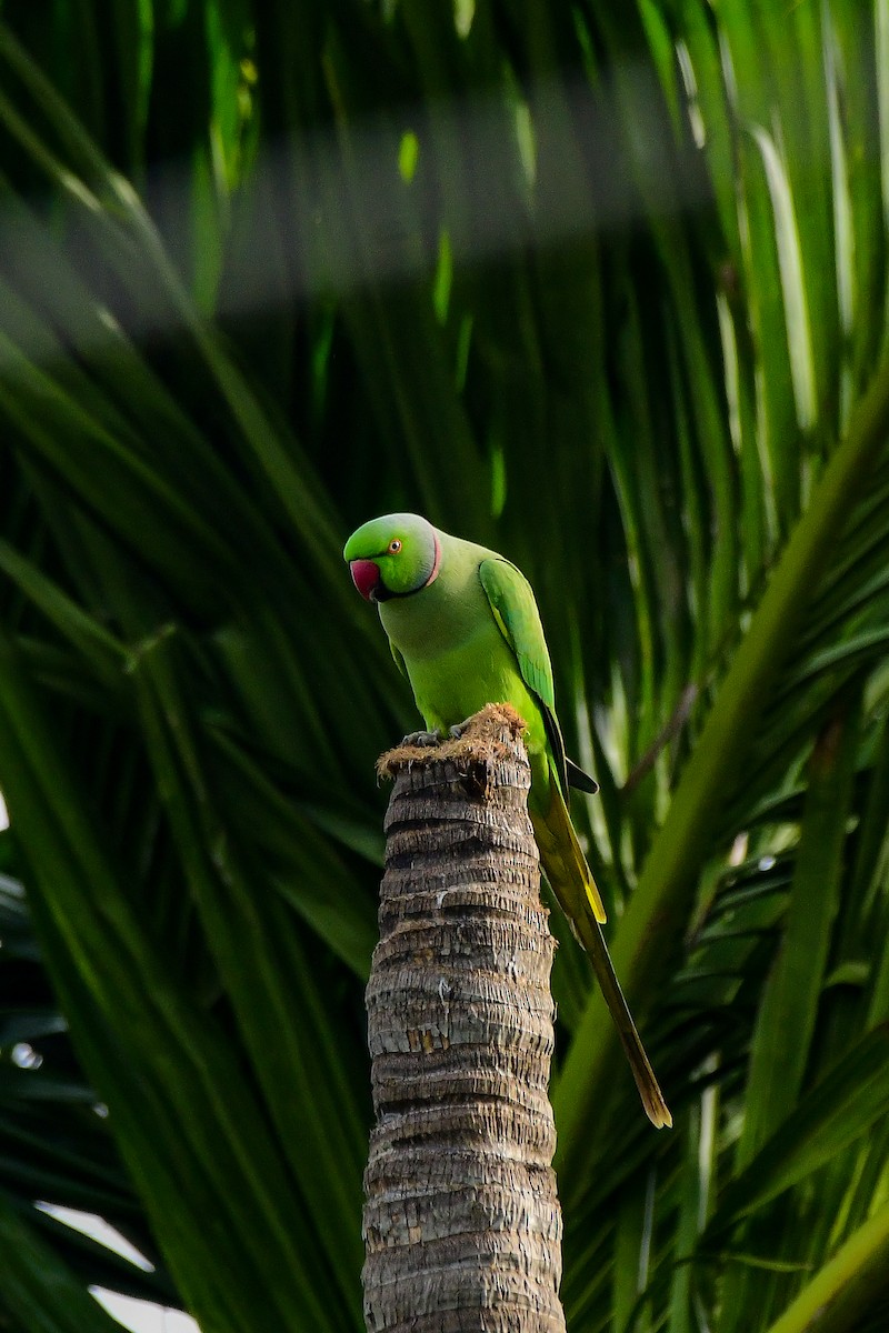 Yeşil Papağan - ML619480182
