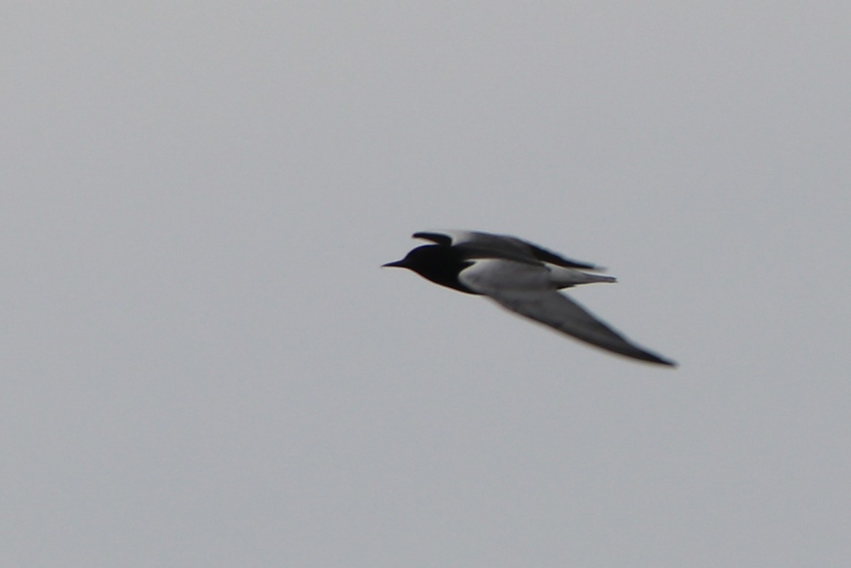 White-winged Tern - ML619480213