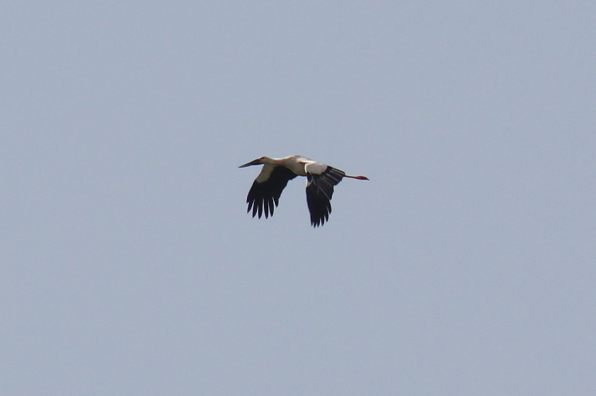 Oriental Stork - ML619480218
