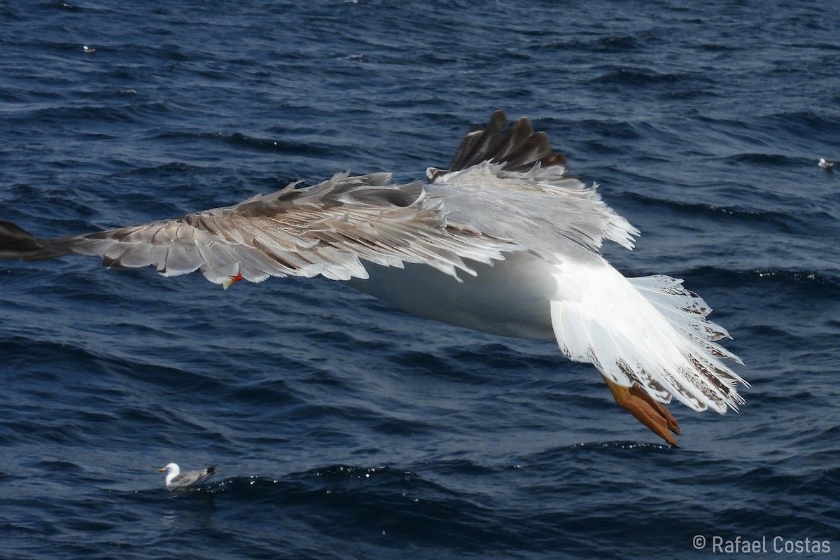 Средиземноморская чайка - ML619480249