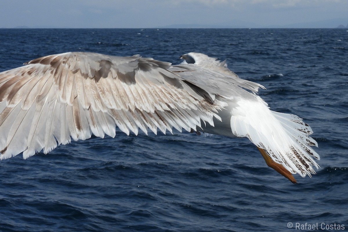 Средиземноморская чайка - ML619480250