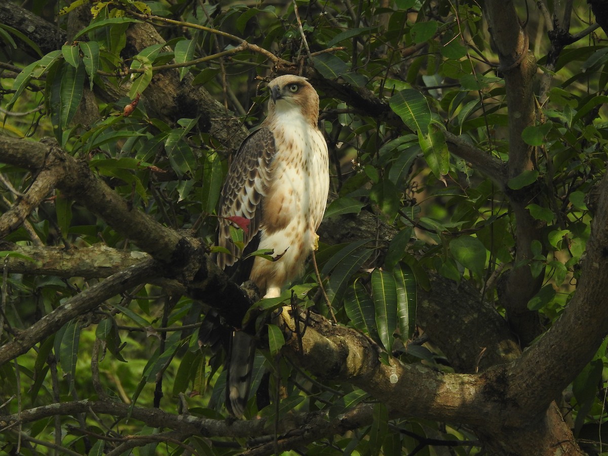 Changeable Hawk-Eagle (Crested) - ML619480288