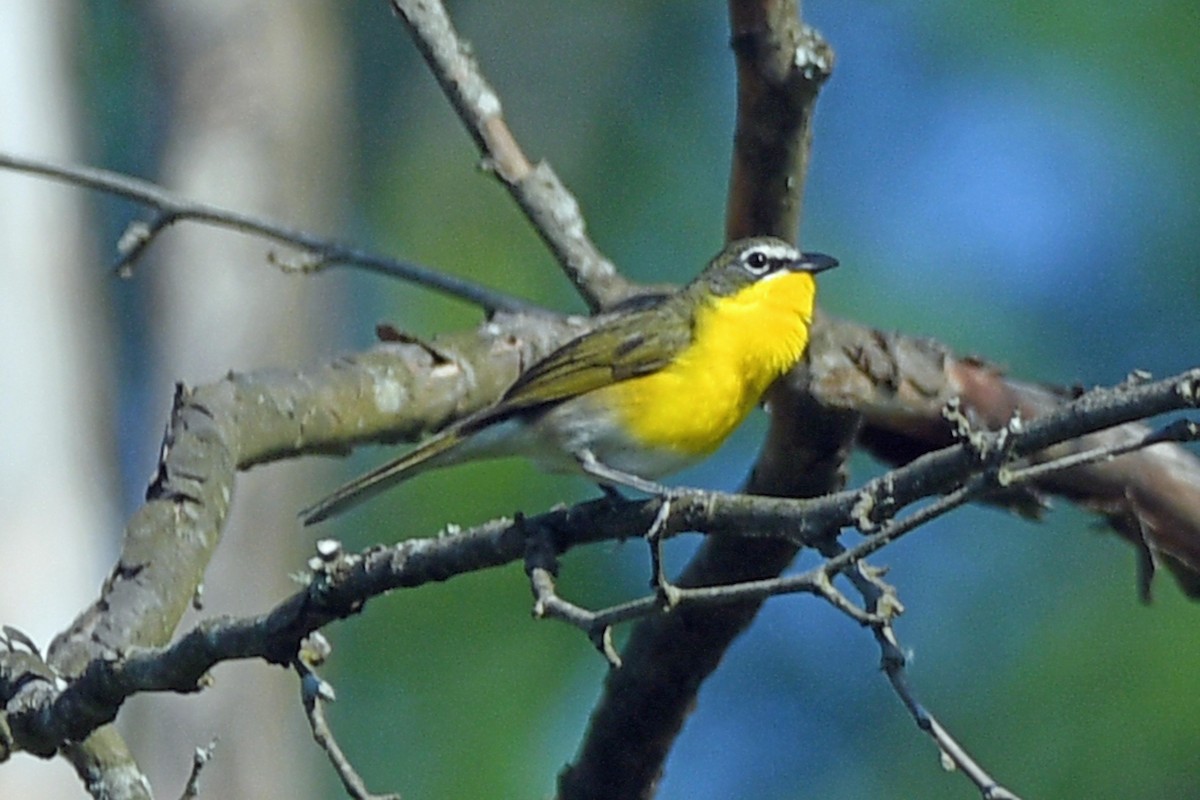 Yellow-breasted Chat - ML619480289