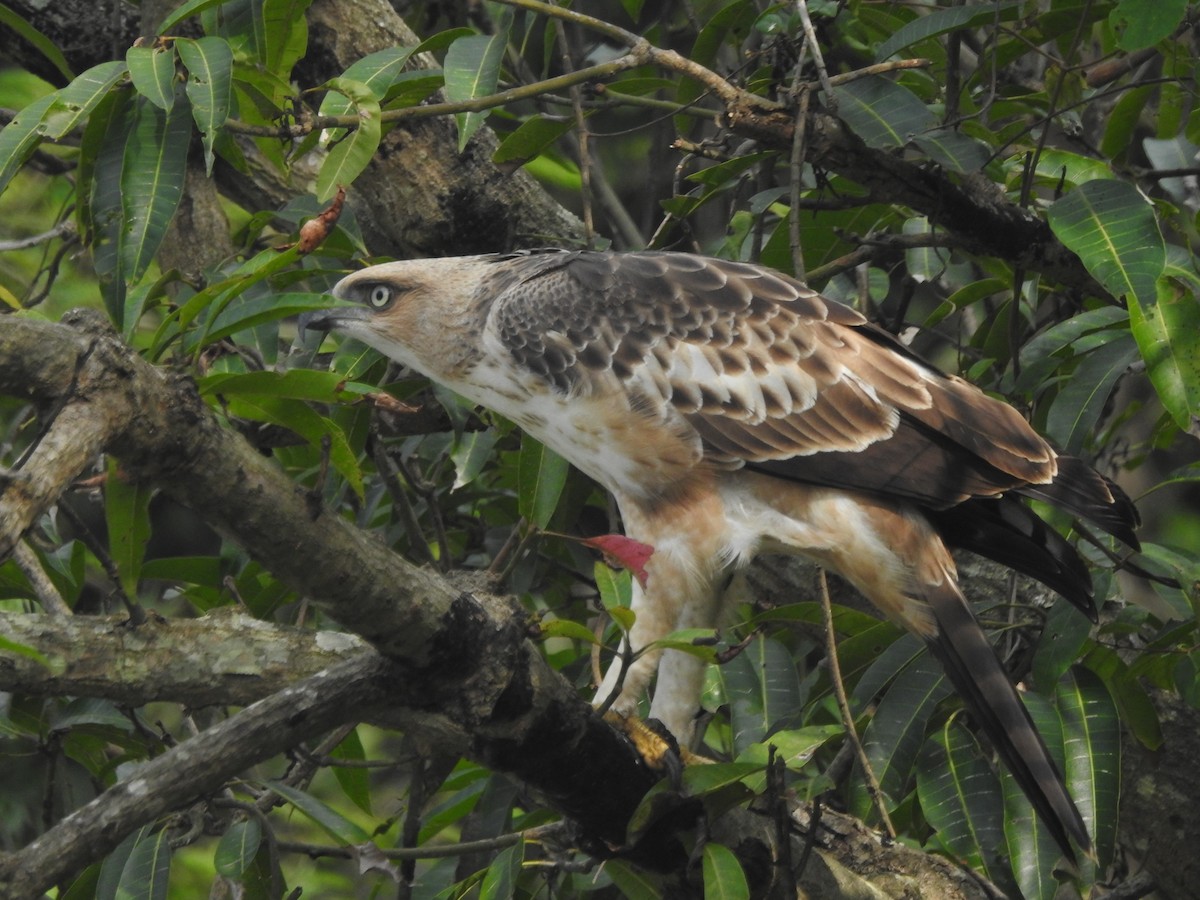 Changeable Hawk-Eagle (Crested) - ML619480290