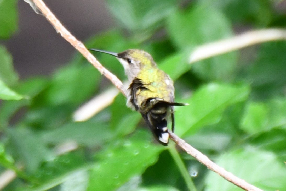 Black-chinned Hummingbird - ML619480392