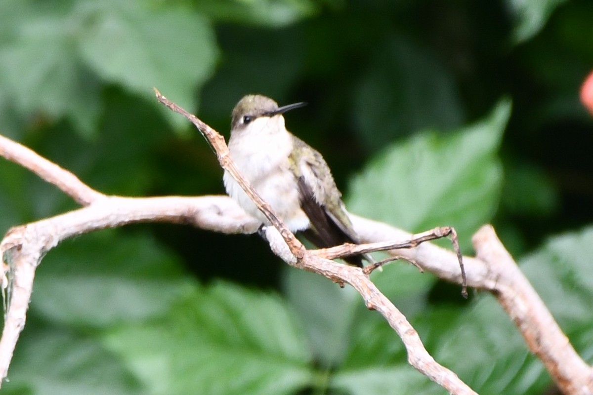 Black-chinned Hummingbird - ML619480399
