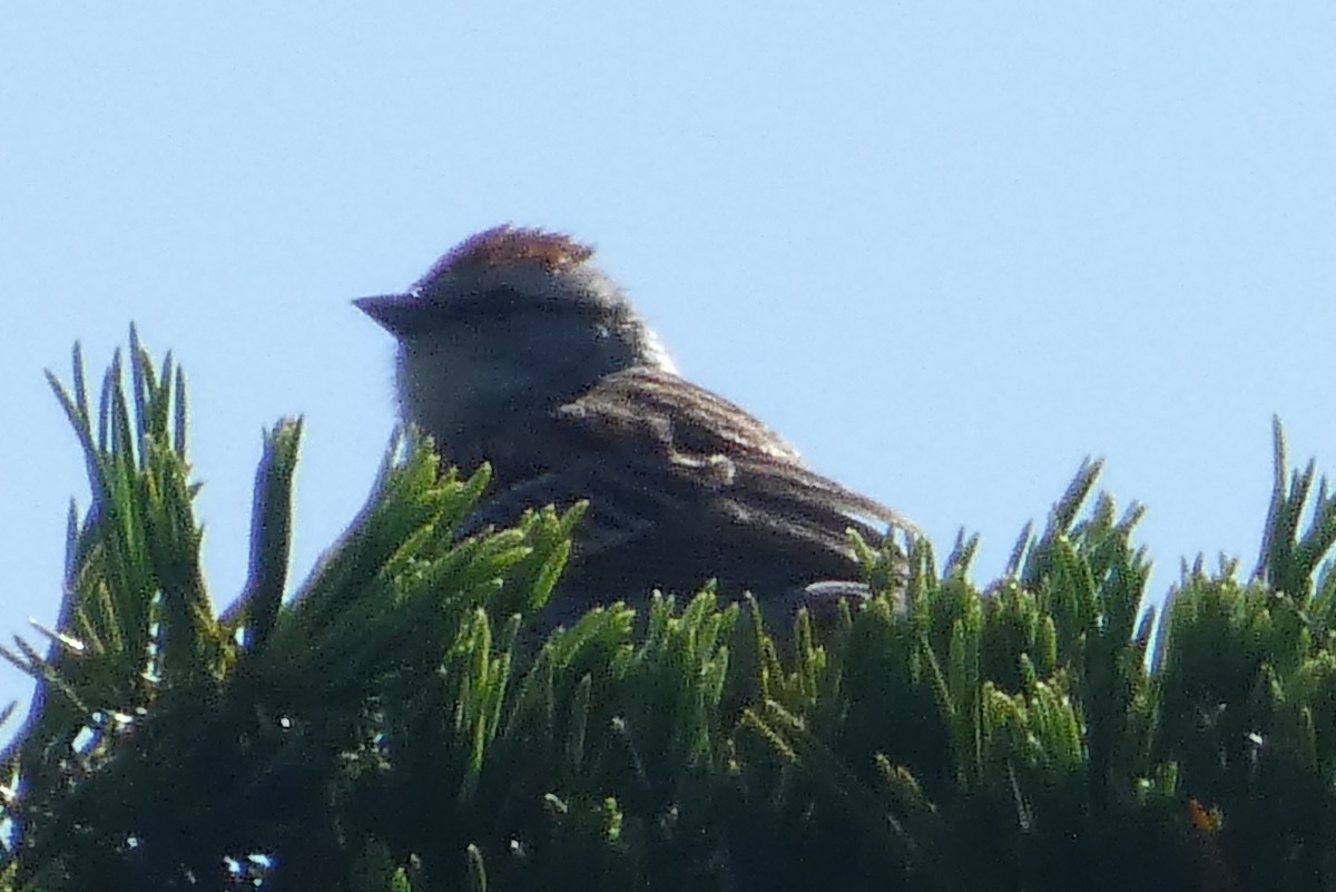 Chipping Sparrow - ML619480415