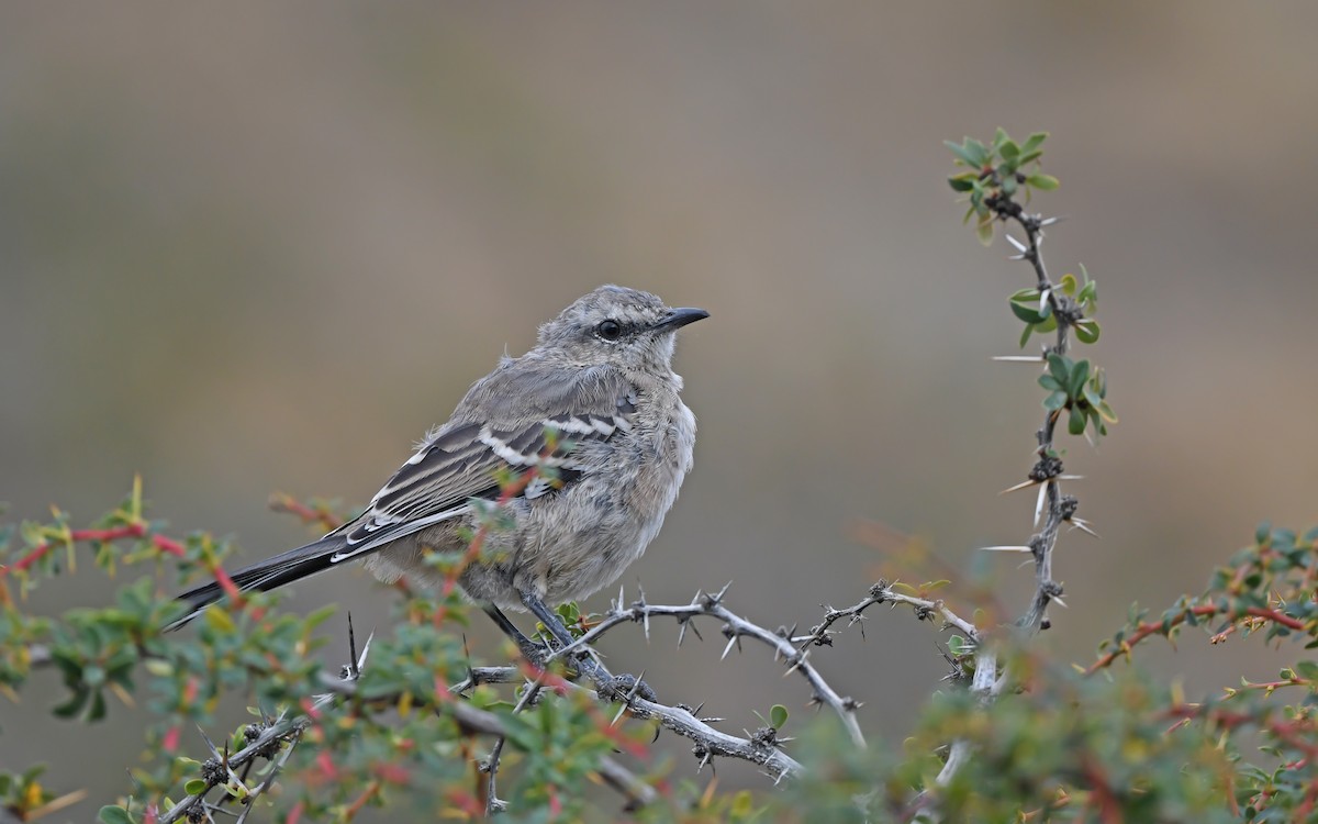 Patagonian Mockingbird - ML619480467