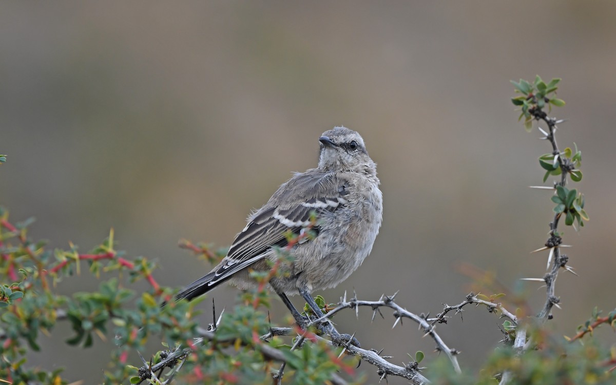 Patagonian Mockingbird - ML619480472