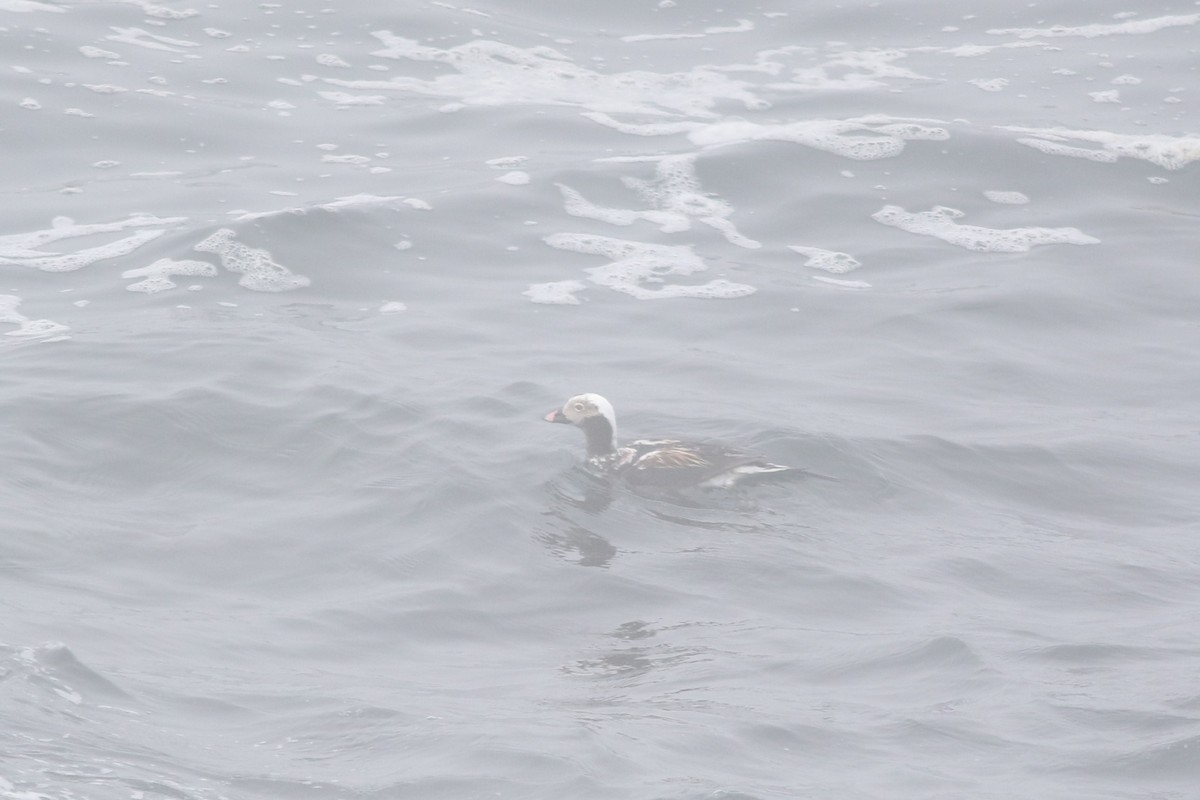 Long-tailed Duck - ML619480572