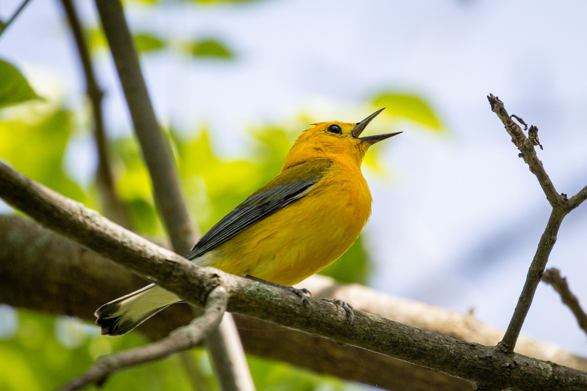 Prothonotary Warbler - ML619480651