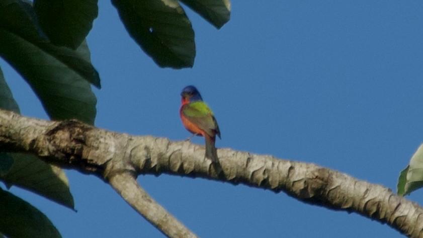 Painted Bunting - ML619480674