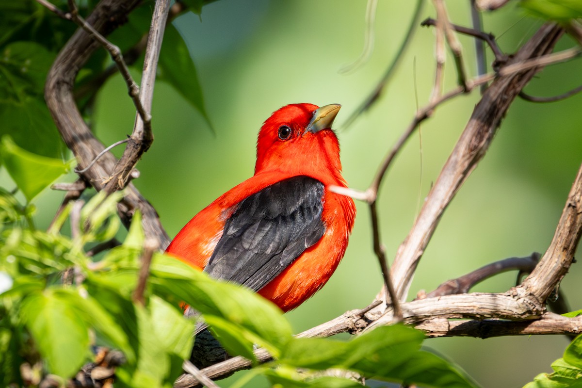 Scarlet Tanager - ML619480721