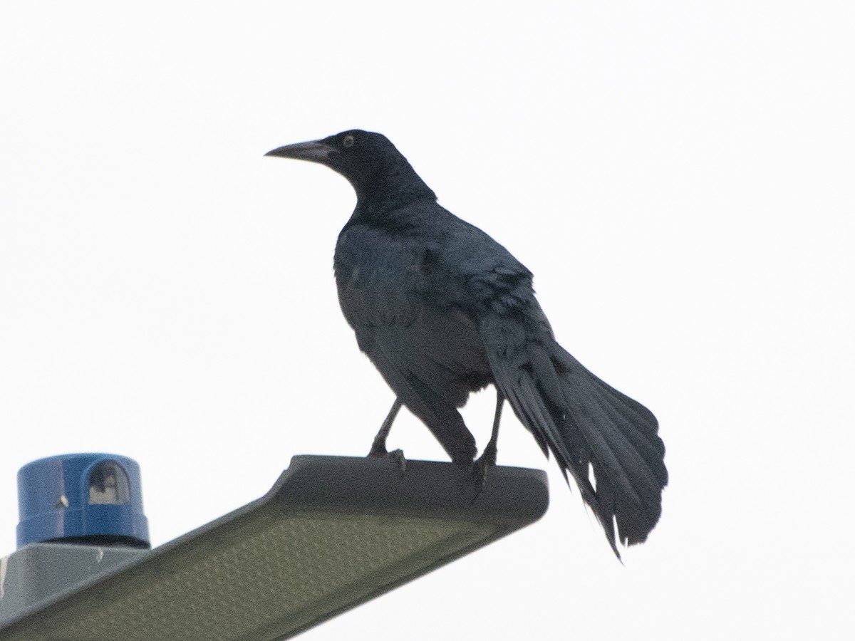 Great-tailed Grackle - ML619480846