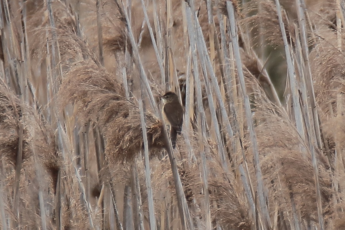 Common Reed Warbler - ML619480943