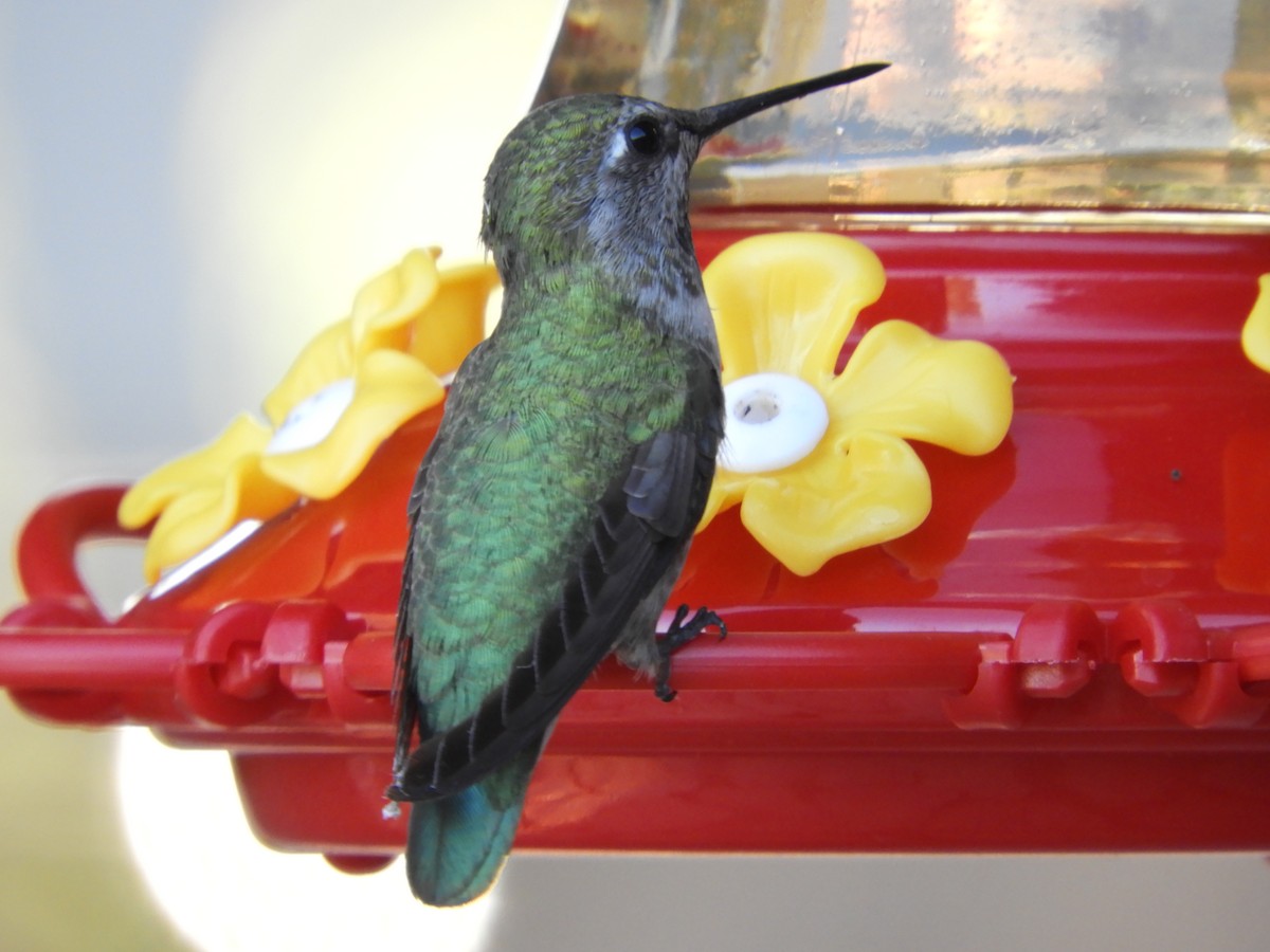 Anna's Hummingbird - ML619480986