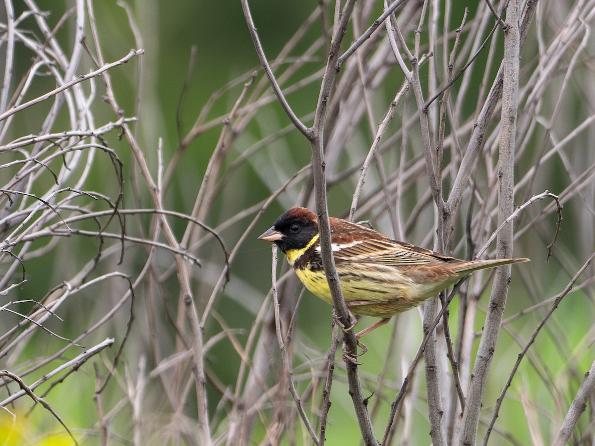 Yellow-breasted Bunting - ML619481033
