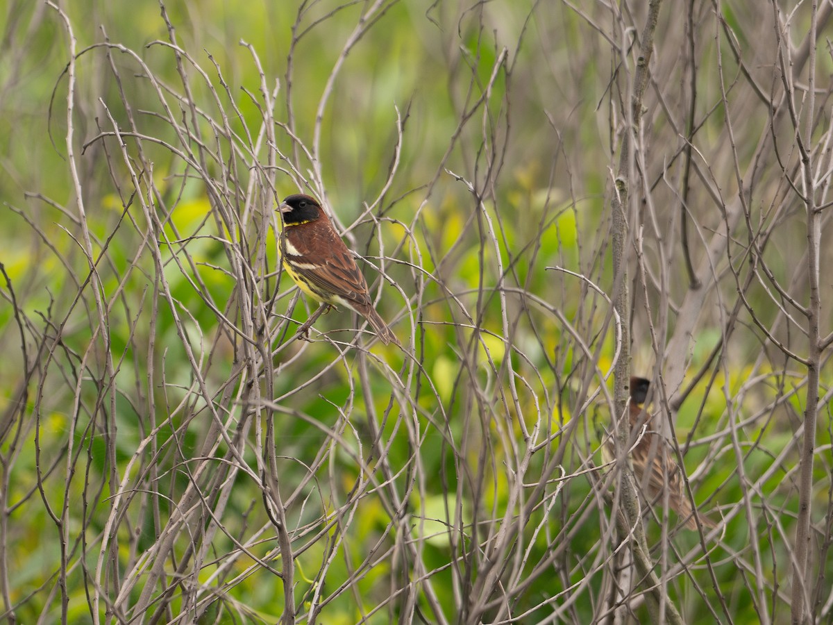 Yellow-breasted Bunting - ML619481035