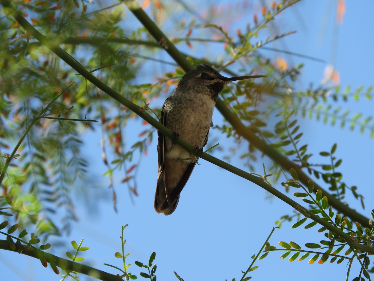 Anna's Hummingbird - ML619481094