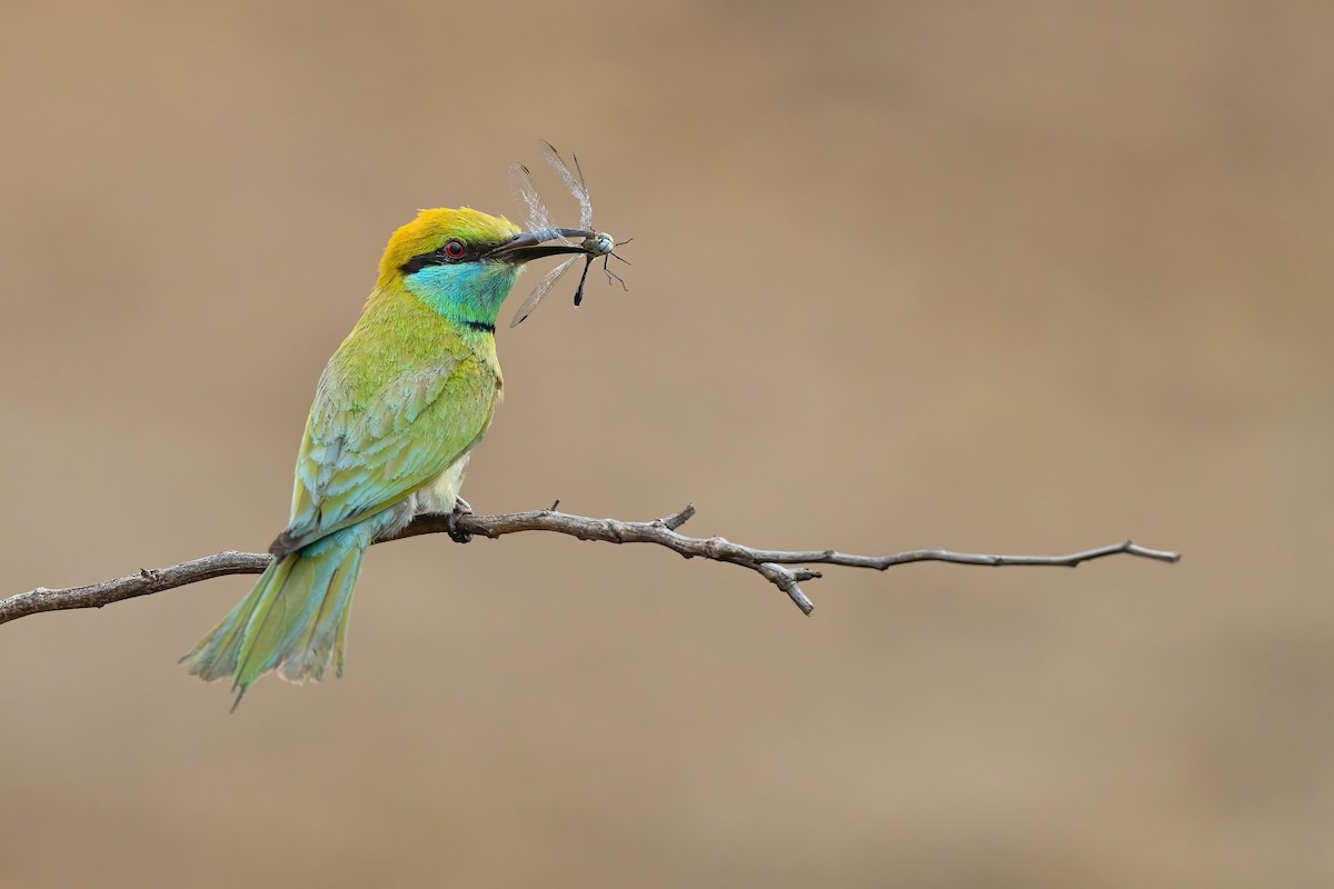 Asian Green Bee-eater - ML619481109