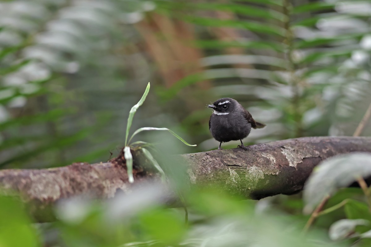 White-throated Fantail - ML619481119