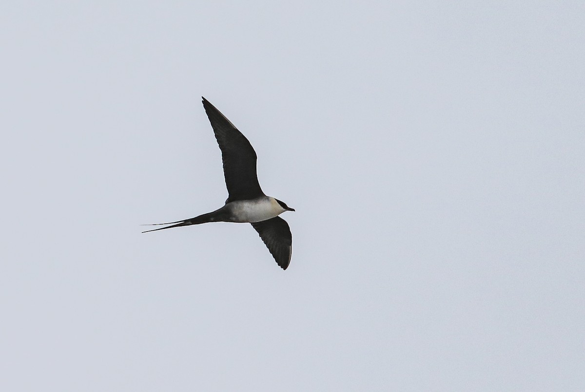 Long-tailed Jaeger - ML619481278