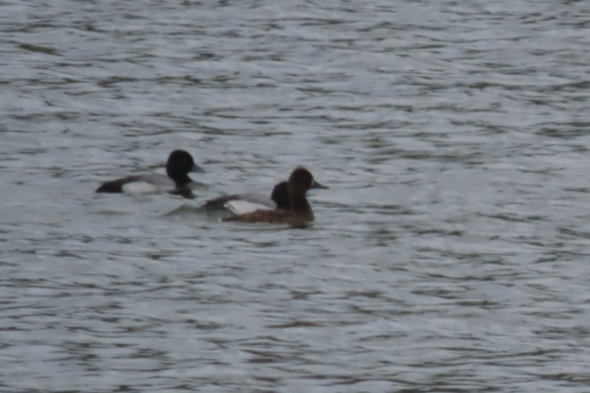 Greater/Lesser Scaup - ML619481303