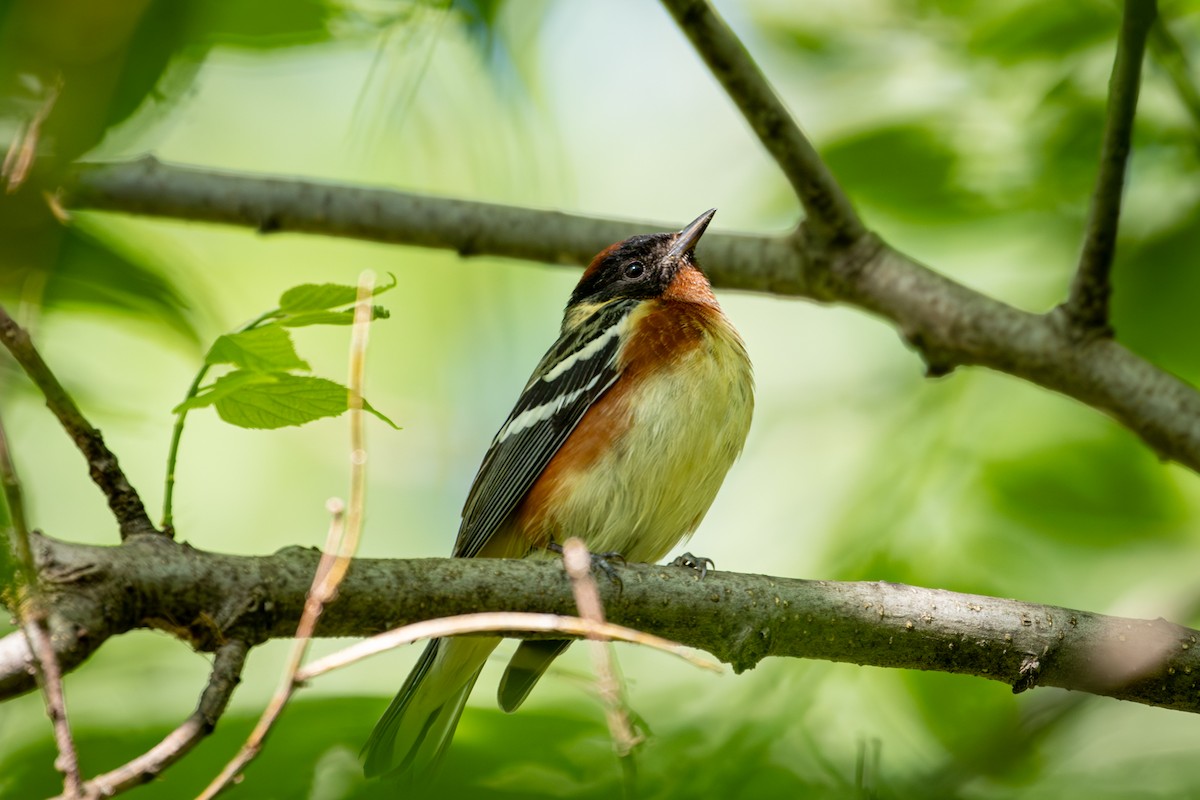 Bay-breasted Warbler - ML619481359
