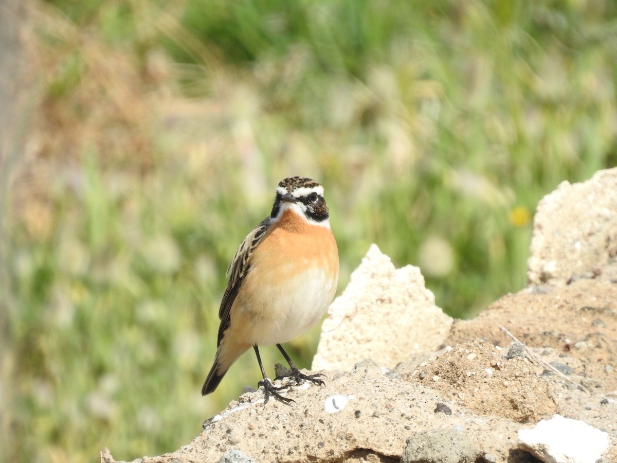 Whinchat - ML619481369