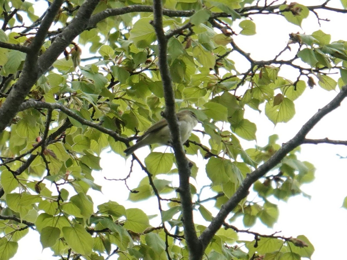 Japanese Leaf Warbler - ML619481378
