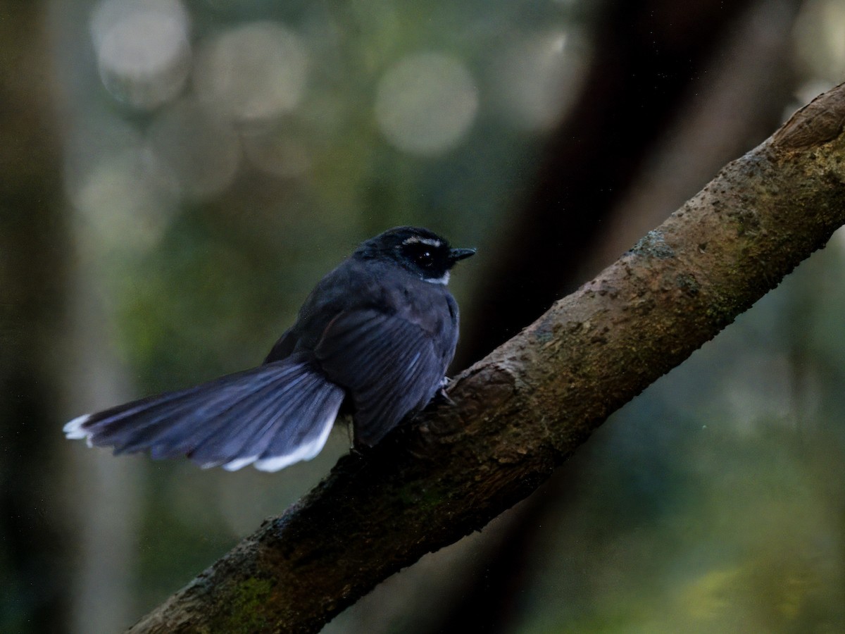 White-throated Fantail - ML619481382