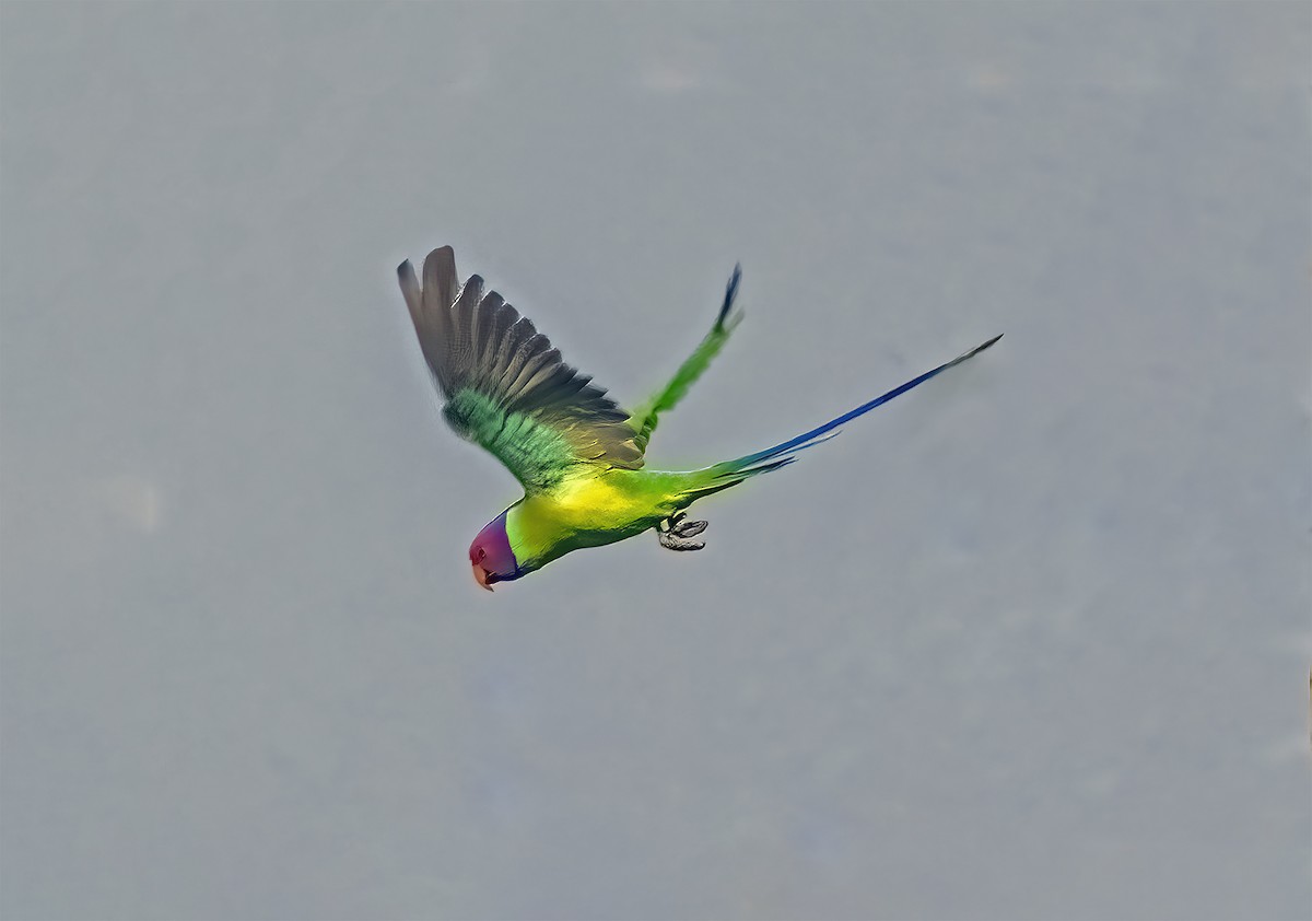 Папужець фіолетовоголовий - ML619481457
