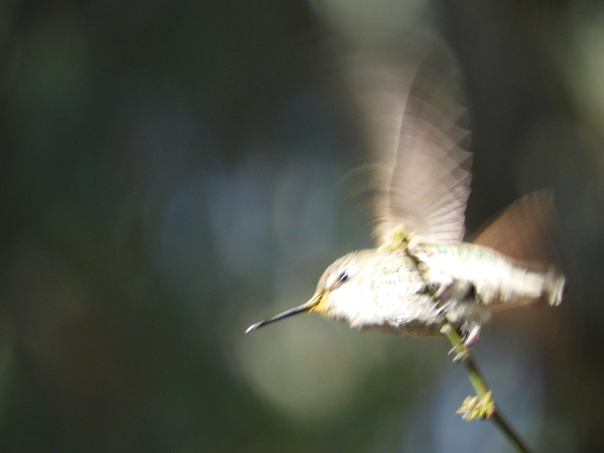 Anna's Hummingbird - ML619481473