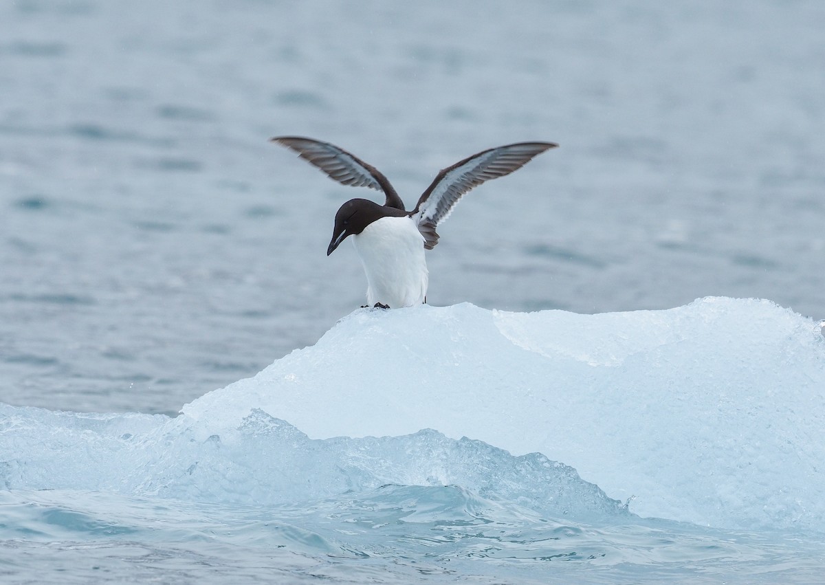 Thick-billed Murre - ML619481509