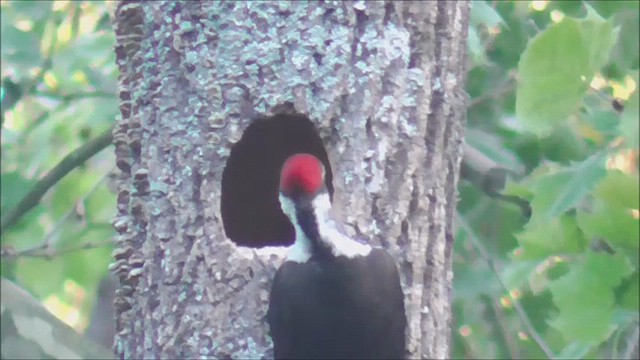 Pileated Woodpecker - ML619481511