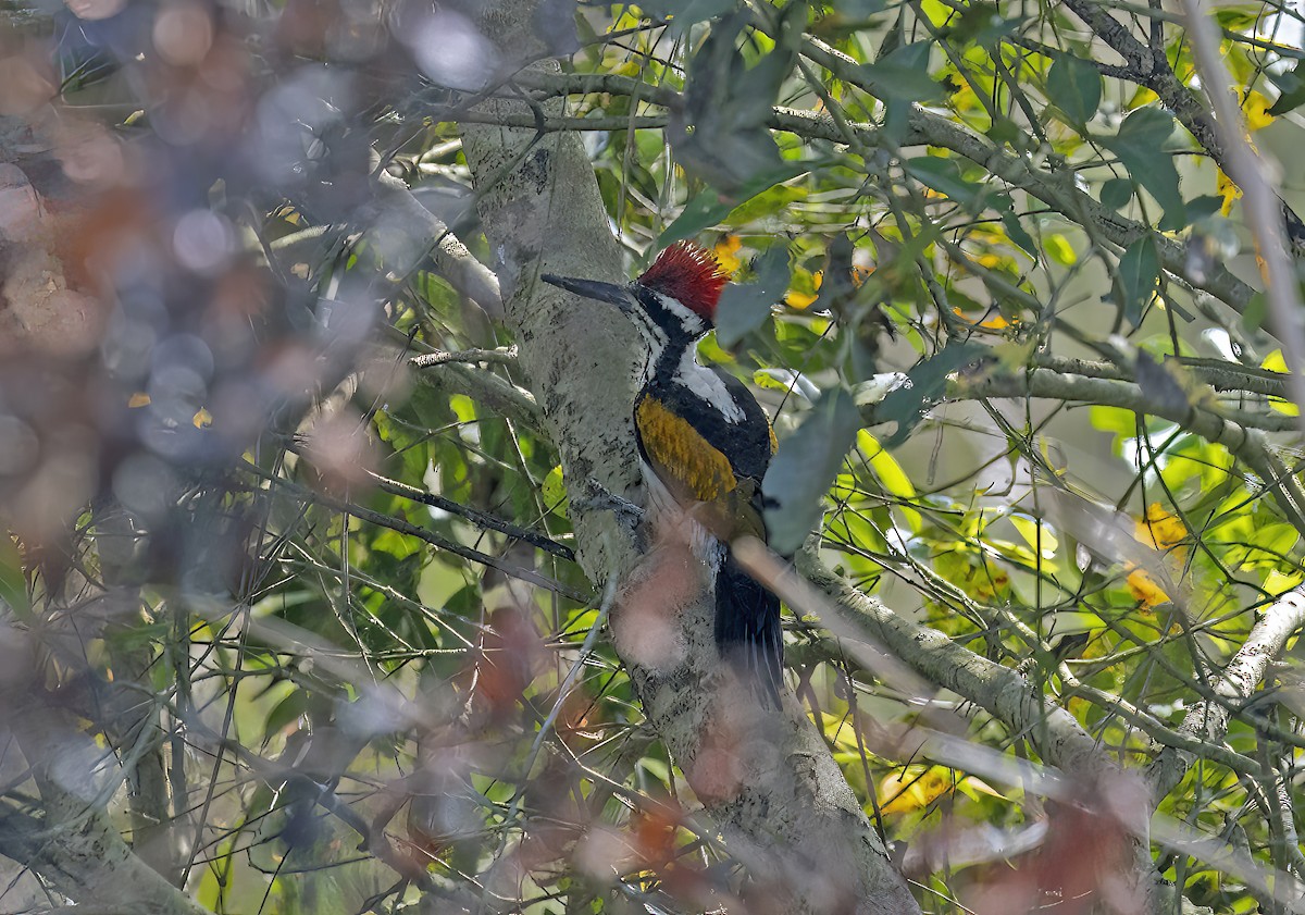 White-naped Woodpecker - ML619481517