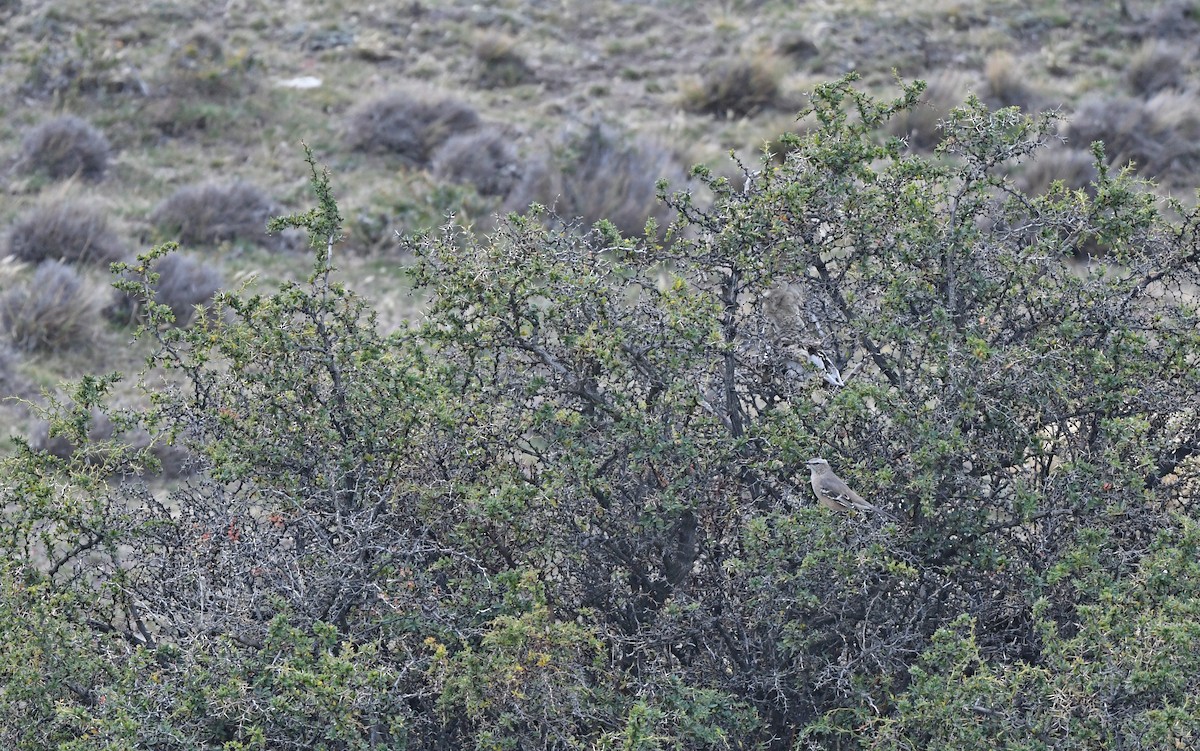 Patagonian Mockingbird - ML619481597