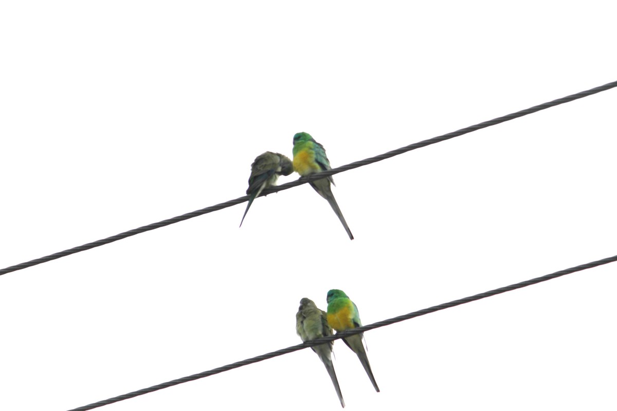 Red-rumped Parrot - ML619481640