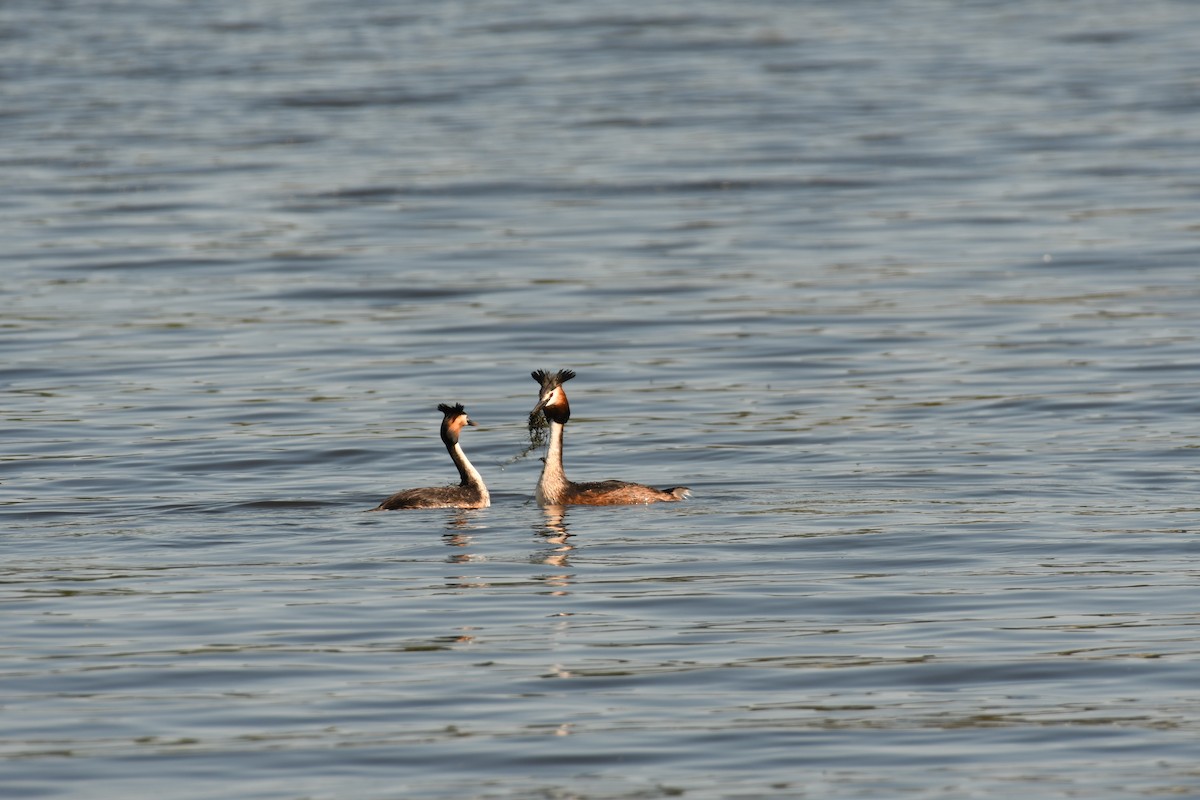 Great Crested Grebe - ML619481649