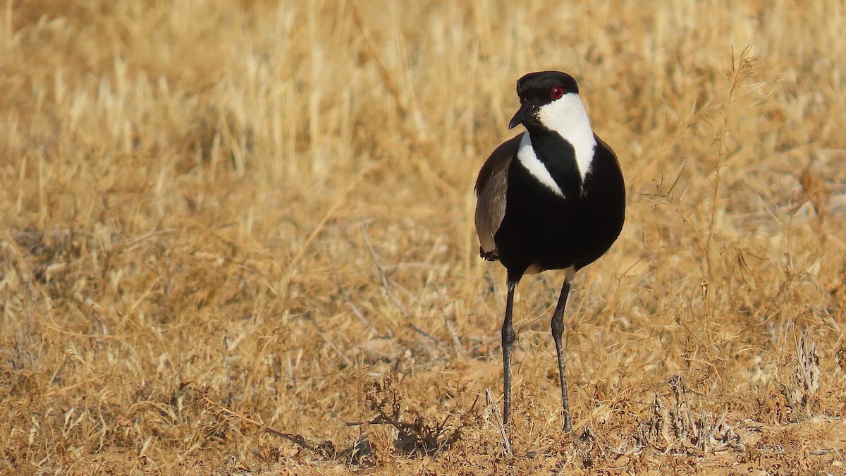 Spur-winged Lapwing - ML619481656
