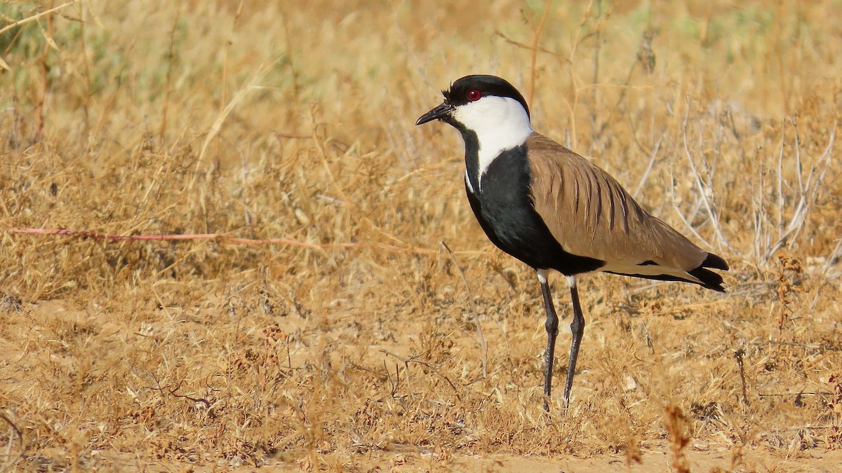 Spur-winged Lapwing - ML619481657