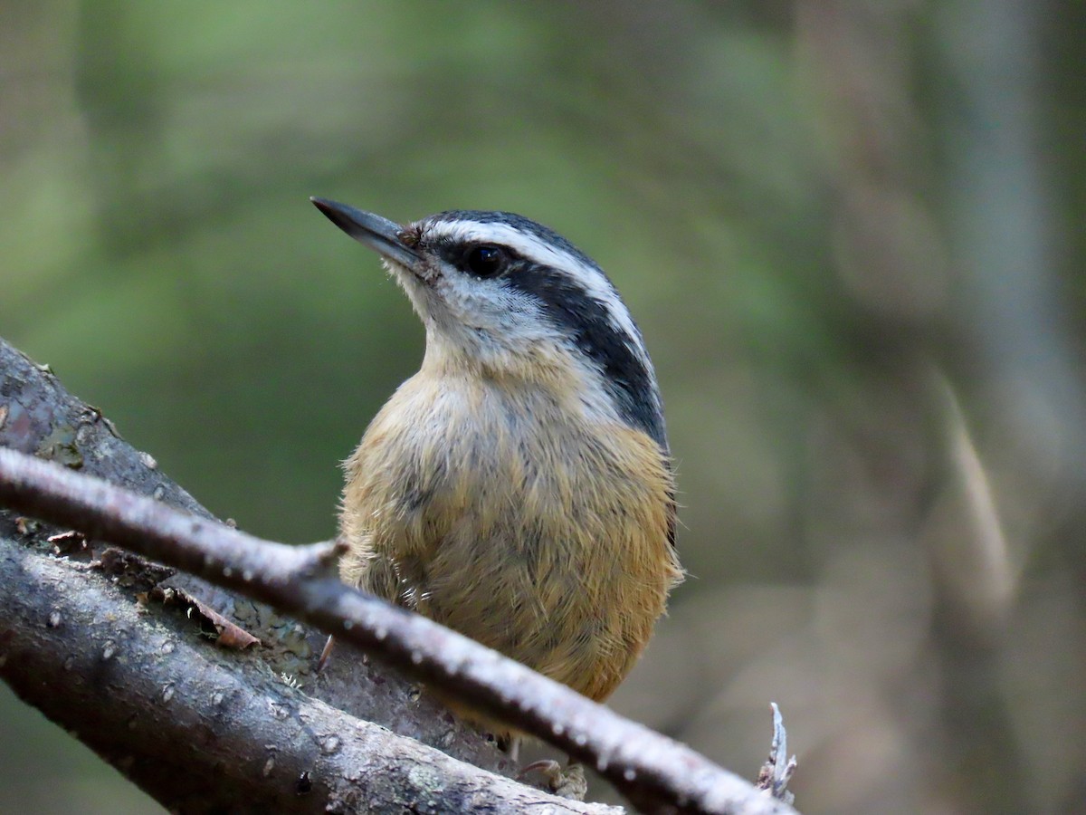 Red-breasted Nuthatch - ML619481704
